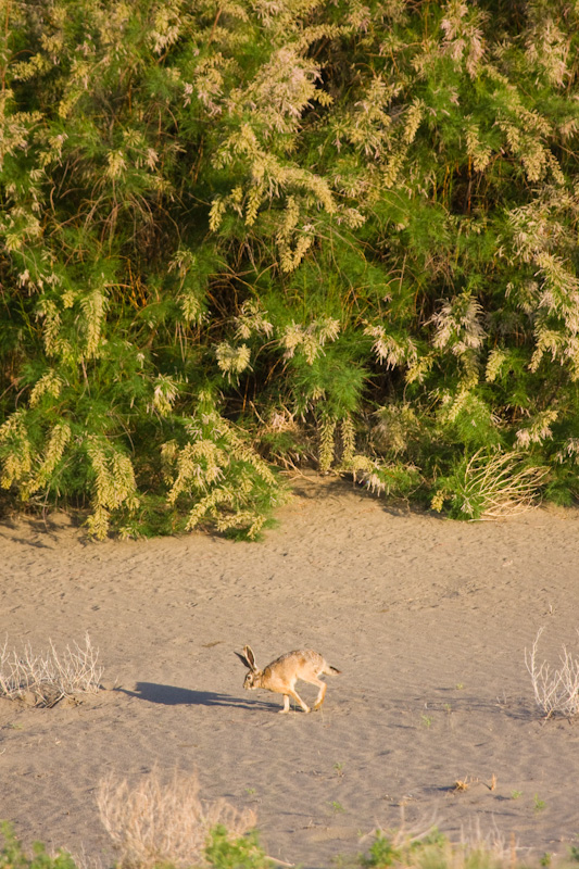 Black-Tailed Jackrabbit Running